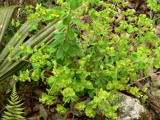 {Euphorbia commutata}